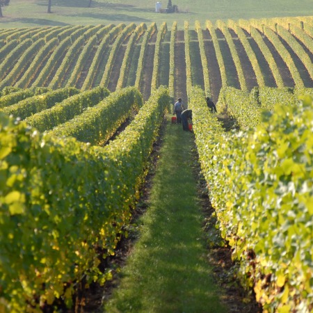 Damcı suvarma sistemləri topdan